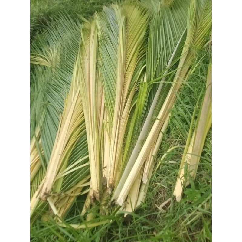 

daun kelapa muda per 10 lembar untuk ketupat