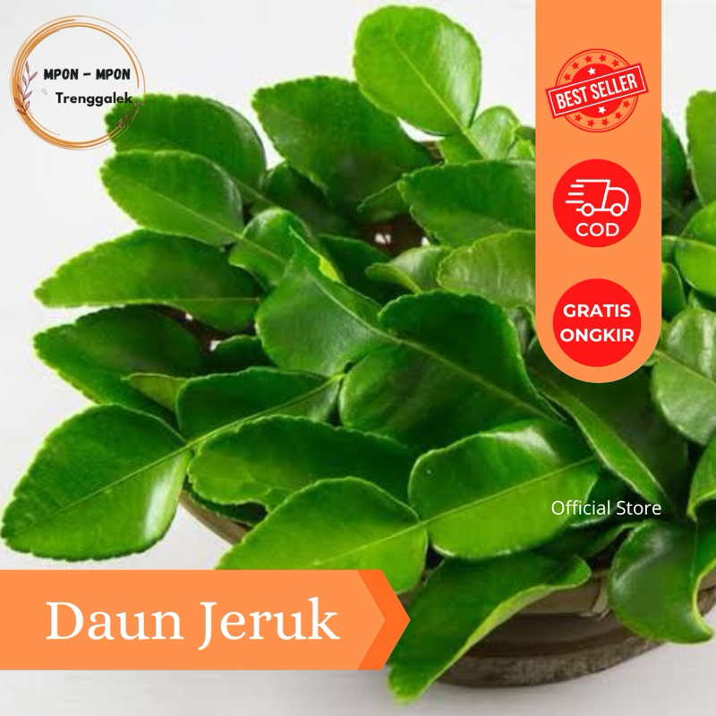 

Daun Jeruk Segar Murah / Perpaket 20gr