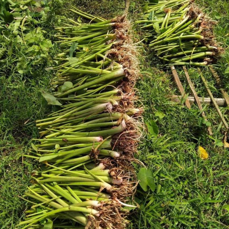 Bibit Talas pratama 2