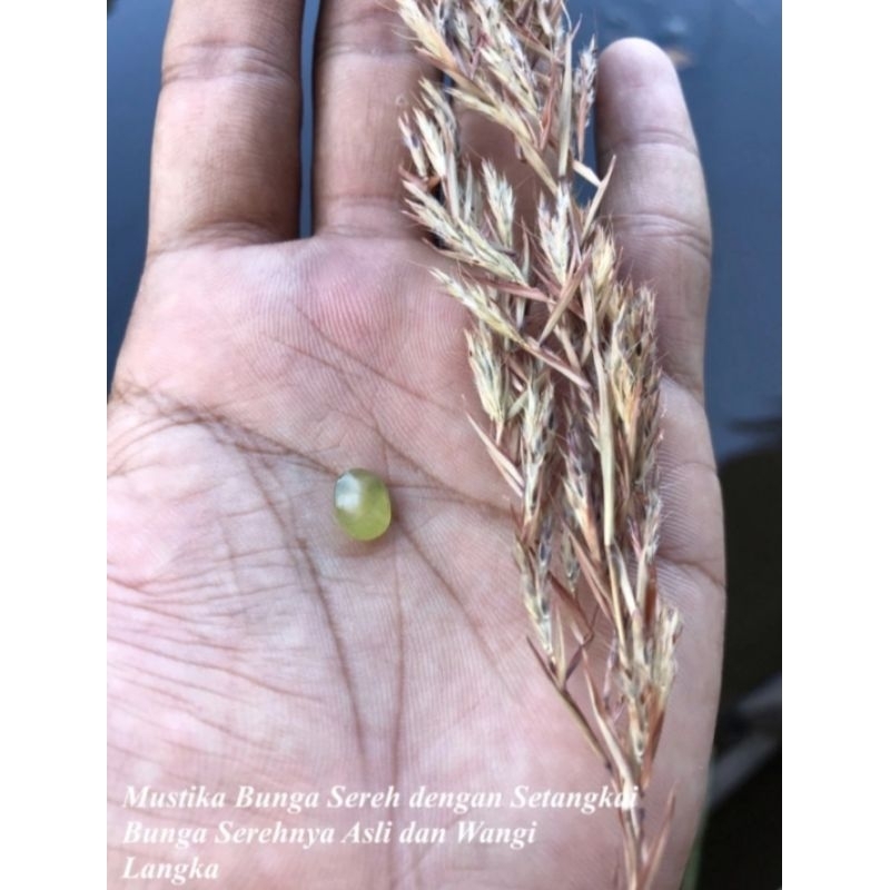 mustika kembang sereh dan kembangnya