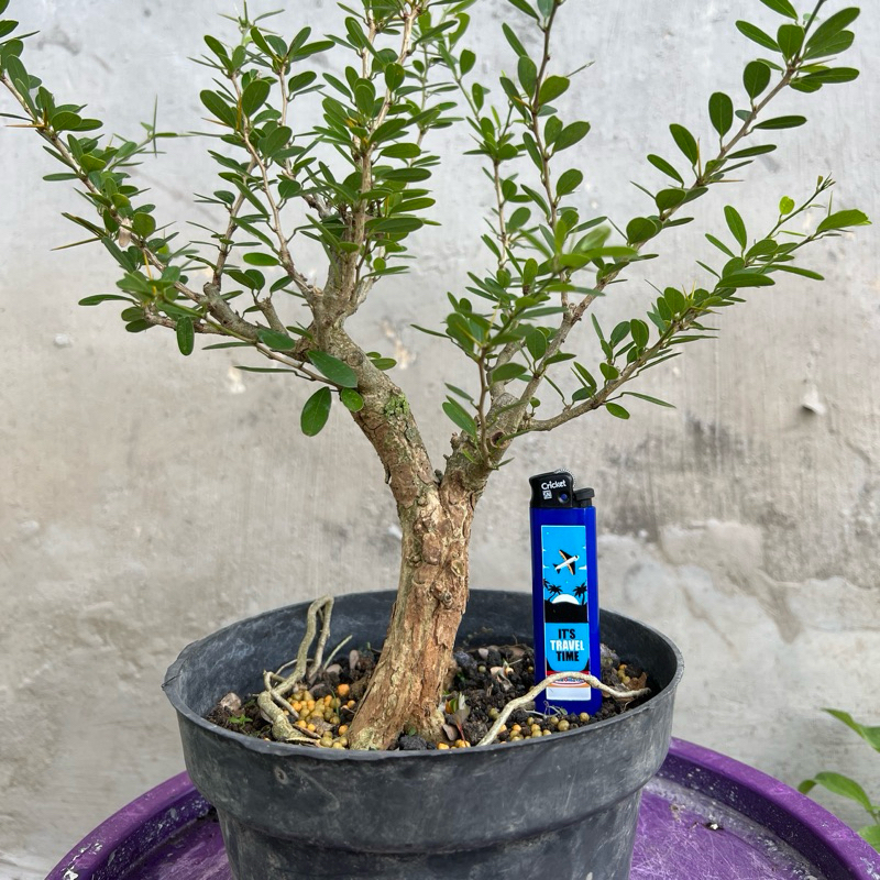 bahan bonsai saeng simbur