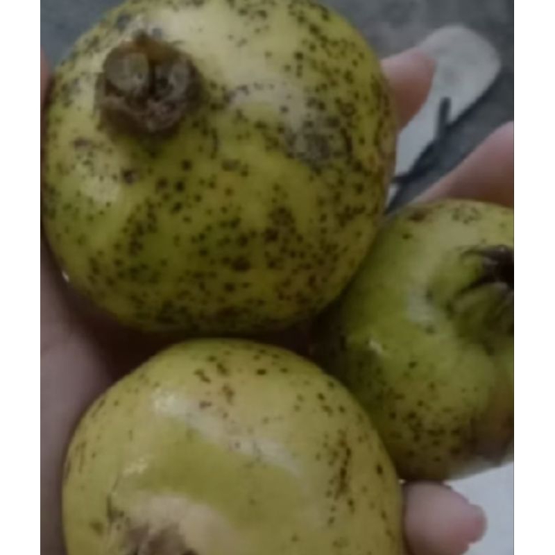 

Buah Delima lokal asli Indonesia per butir