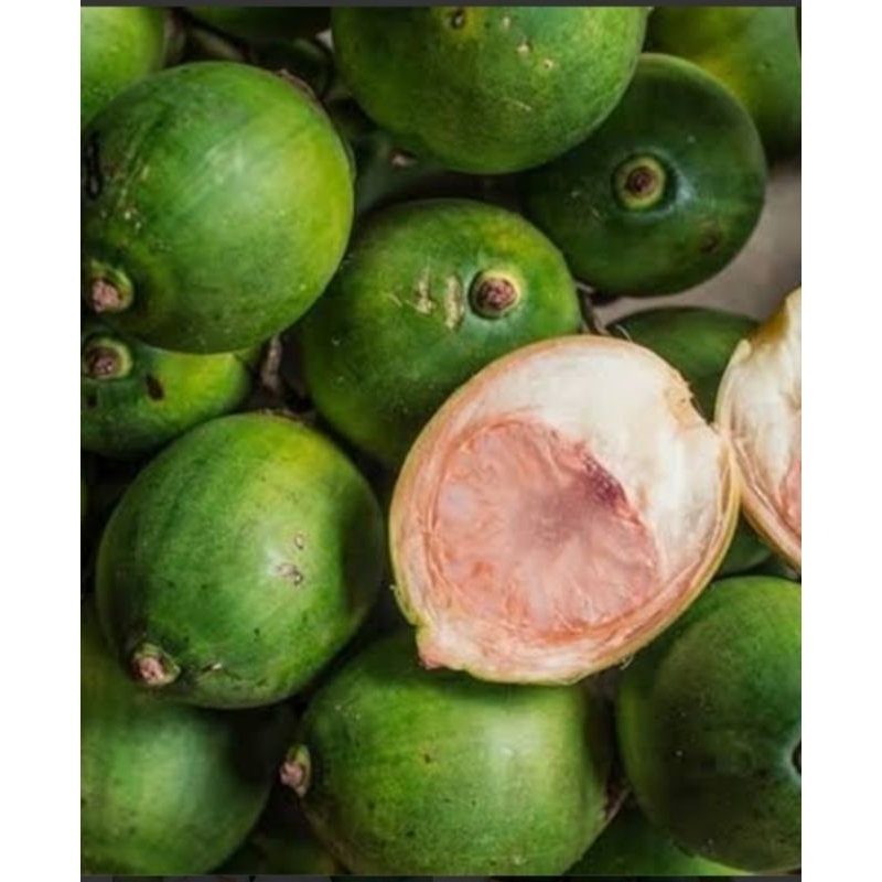 

buah pinang muda 1 kg