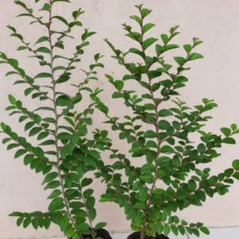 

TANAMAN BIDARA ARAB SUPER (TERLARIS) TINGGI 40-50cm