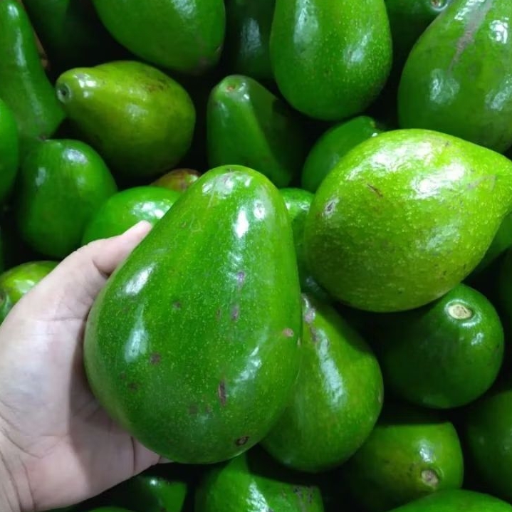 

Alpukat mentega 10kg/20kg standar isi 4-5-6 bergaransi 100%