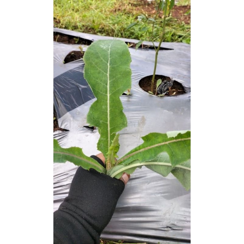 

100gram daun tenpuyung segar obat batu ginjal