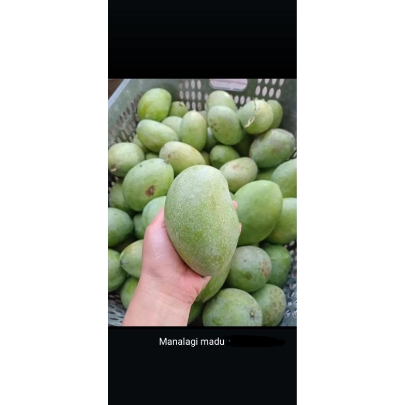 

mangga manalagi madu