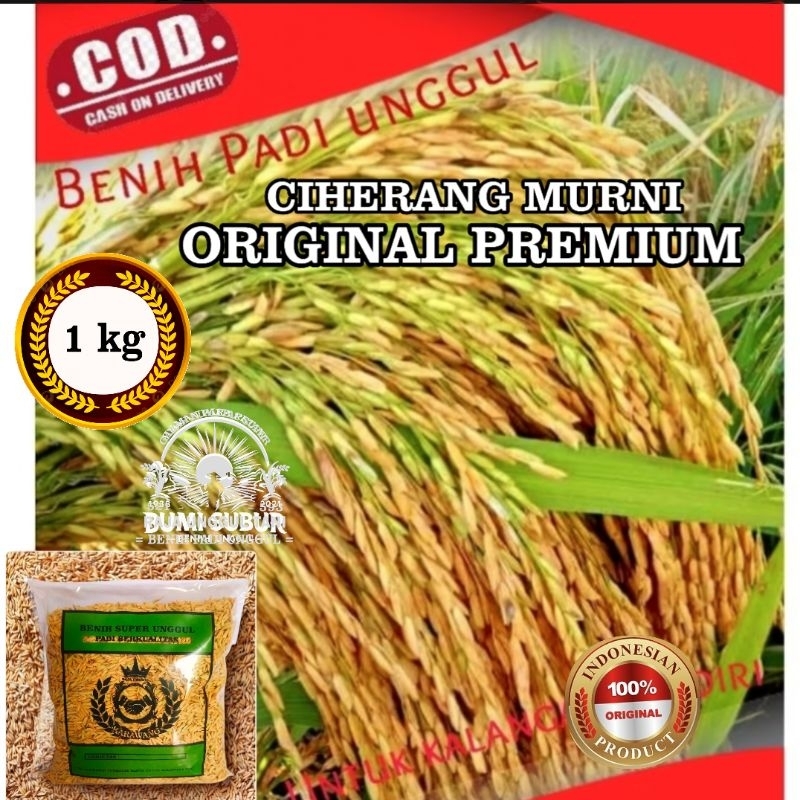 BENIH BIBIT PADI CIHERANG MURNI ORIGINAL 1KG GABAH KUALITAS SUPER UNGGUL GENJAH HASIL MELIMPAH BERBO