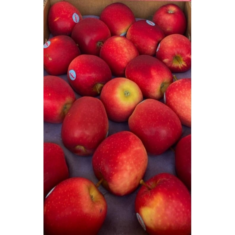 

APPLE BREEZE NEW ZEALAND 1 KG