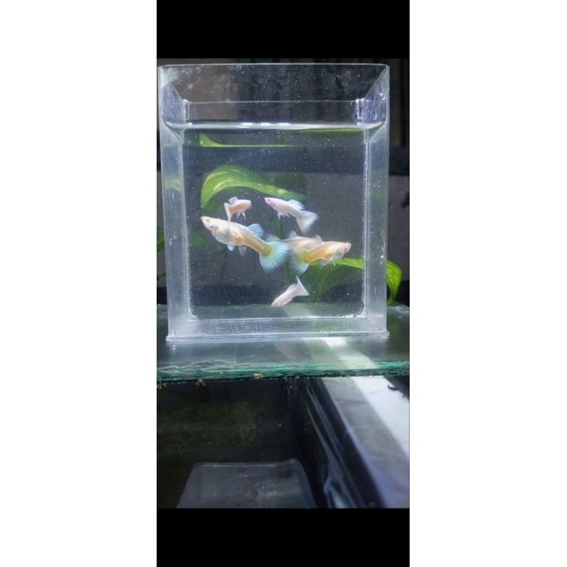 LOGOO ALBINO FULL PLATINUM