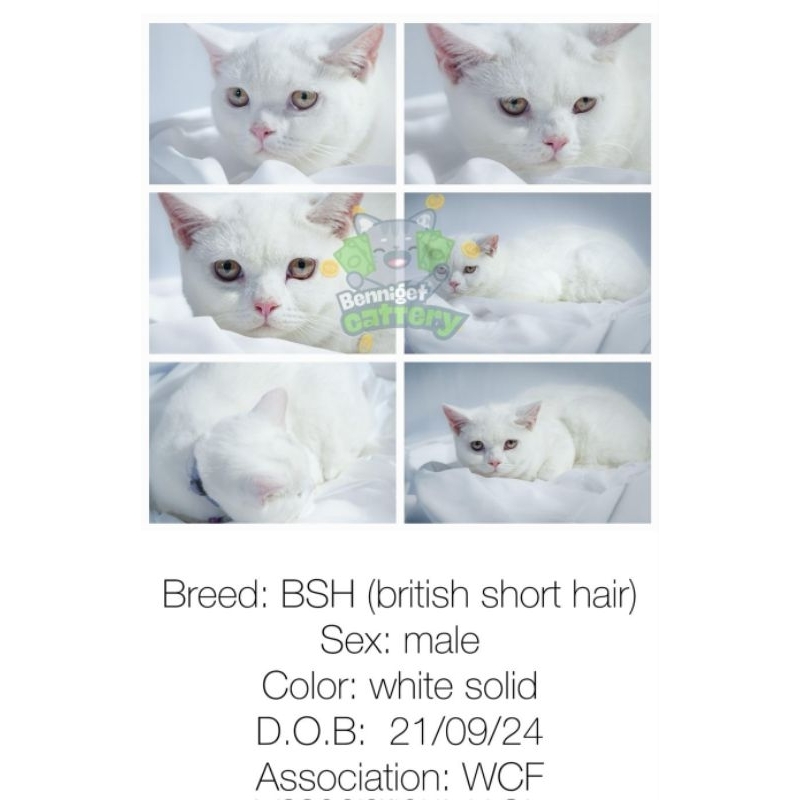 Kucing Ras British Shor Hair (BSH) dan British Long Hair (BLH)