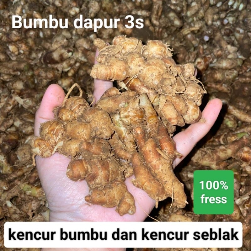 

Kencur segar dan kencur bumbu seblak