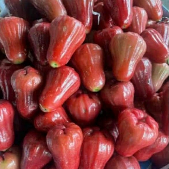 

Jambu Citra Organik 1KG READY