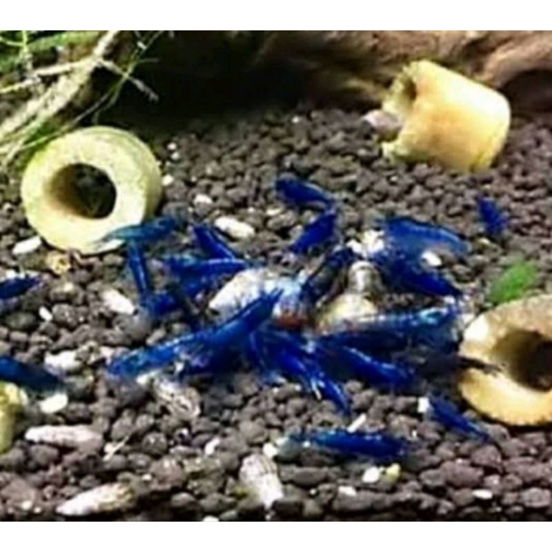 Paket Hemat isi 15e blue Diamond Shrimp / Udang hias / Hiasan Aquarium