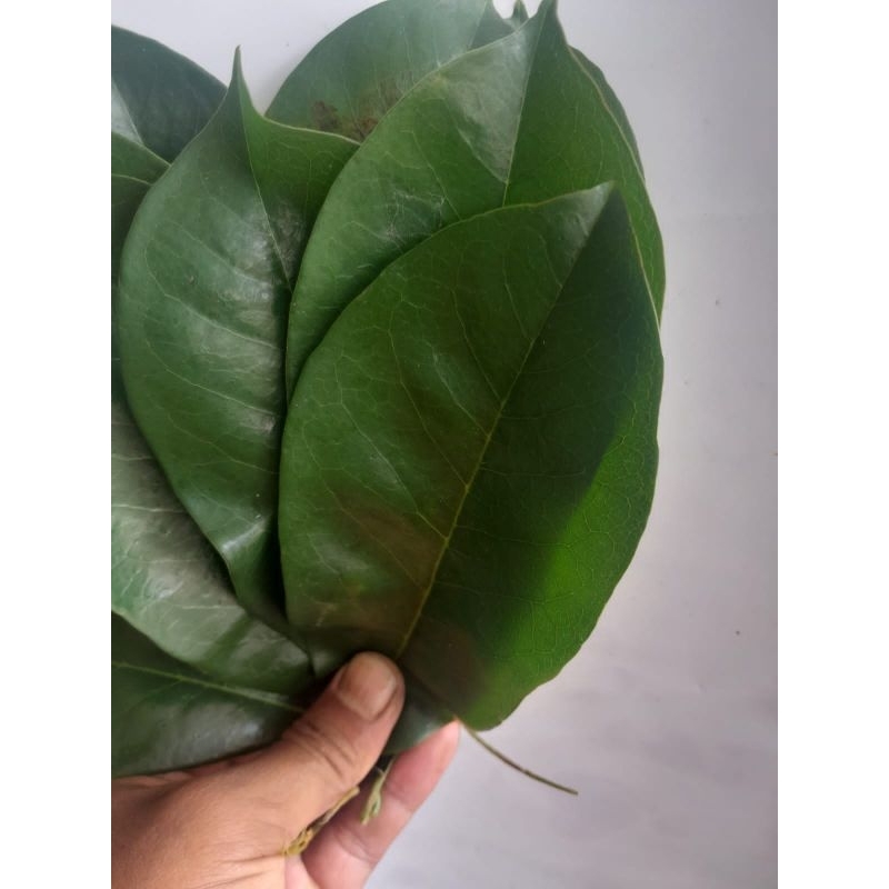 

Daun sirsak segar organik