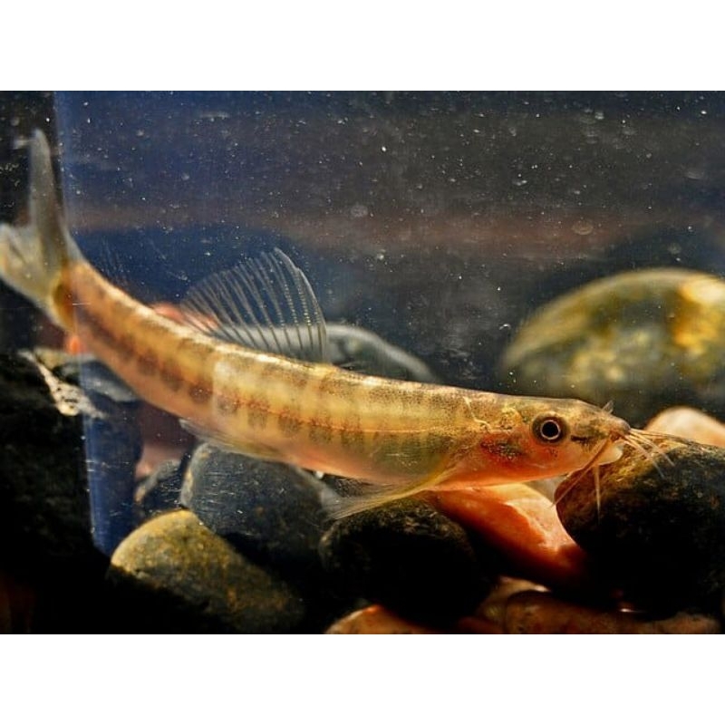 Ikan hias uceng / jeler / Hiasan Aquarium pembersih alga