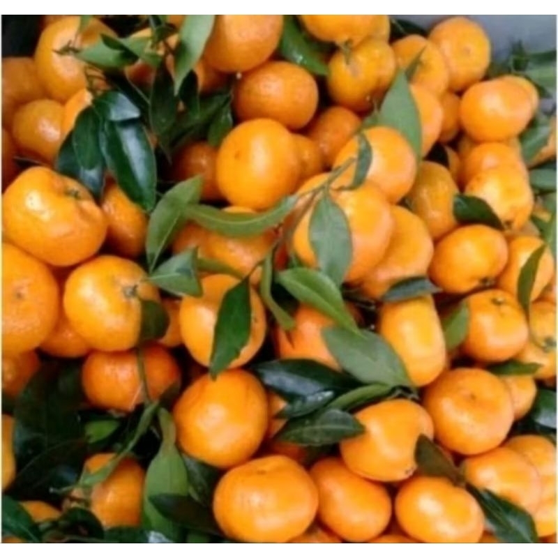 

Jeruk Shantang Segar Manis