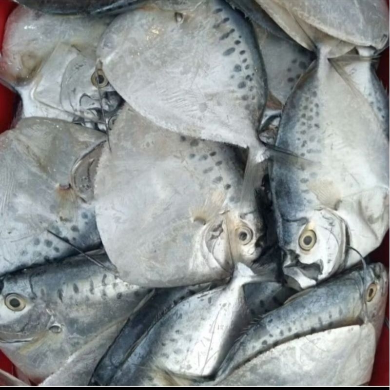 

Ikan Laut Etem Semar