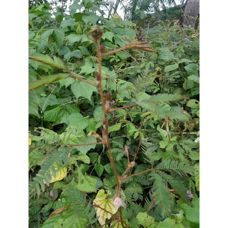 

Daun Putri Malu Segar 200 Gram Siap Kirim