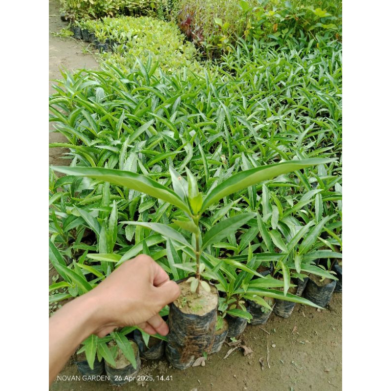 bibit mengkudu | bibit mengkudu/bentis | tanaman herbal mengkudu | tanaman mengkudu