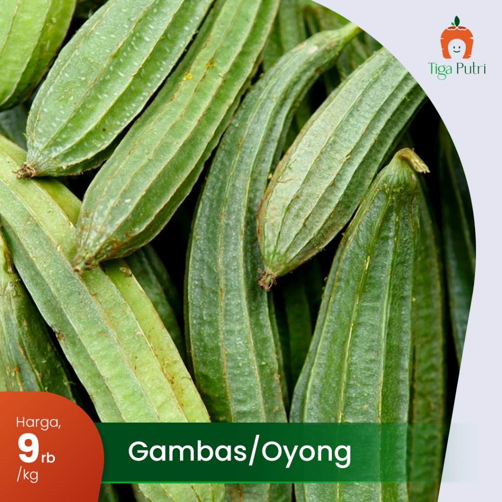 

Oyong Hijau Segar Sehat & Renyah
