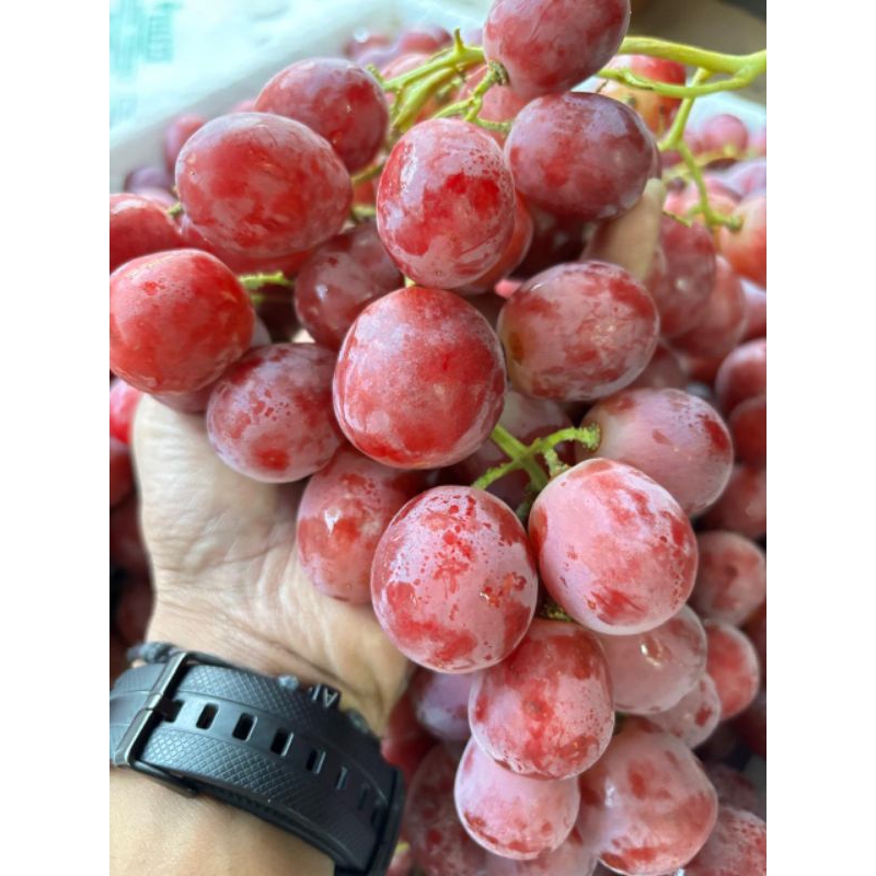 

PANEN ANGGUR RED GLOBE RRC 500gr / FRESH MANIS SEGER ADA BIJI