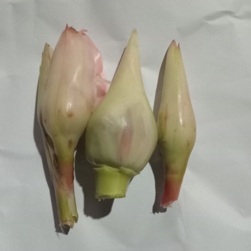 

Jual bunga kecombrang atau boros honje 500 g