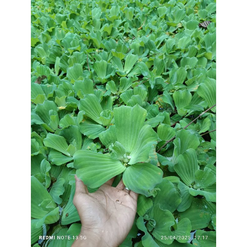 Tanaman Air Apu Apu Mawar