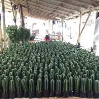 kaktus koboi premium tanpa duri(kaktus koboi)