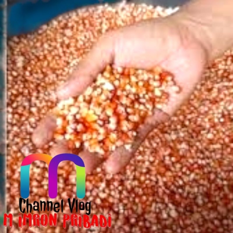 

IMRON PRIBADI Paket 5 kg JAGUNG PIPIL HIBRIDA Kwalitas Bersih Untuk Konsumsi Pakan Ternak Bibit Serta Keperluan lainnya