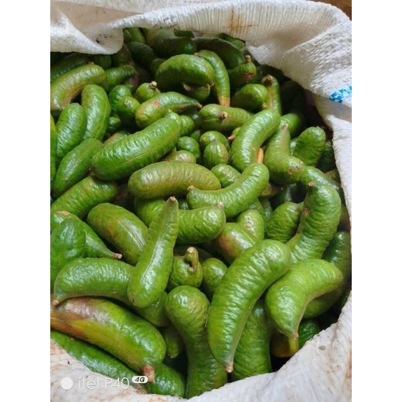 

1,5 kg KABAU TUA KULIT