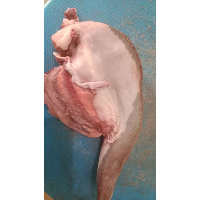 

lidah sapi kemasan 1kg