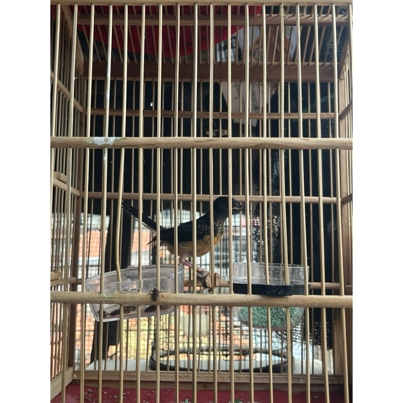 Murai Batu Trotol jantan trah prestasi