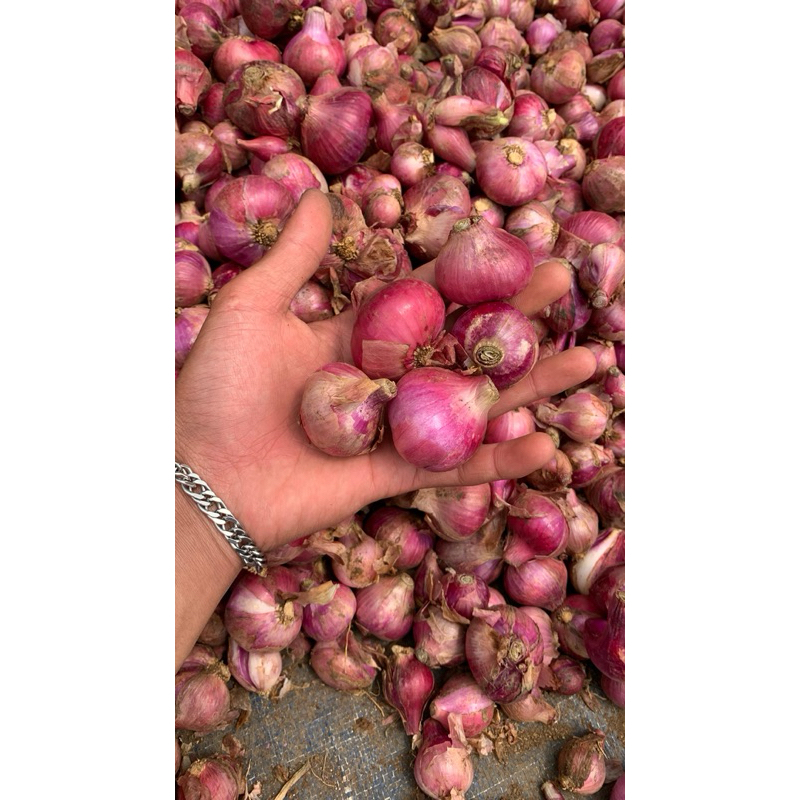 

Bawang Merah Super Kemasan 1 KG Kering