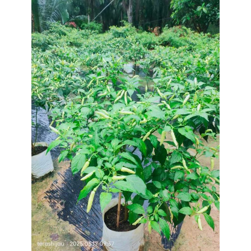 

Cengek hijau & merah (setan)