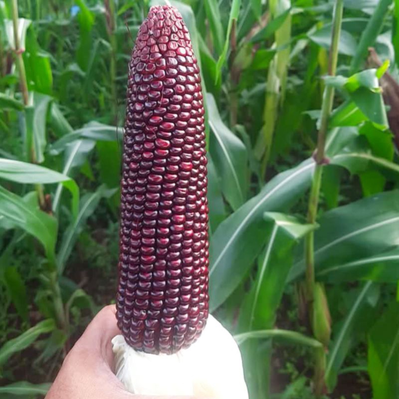 

Big Sale ! Jagung Ketan Ungu 2 KG| Rendah Kalori & Kaya Antioksidan