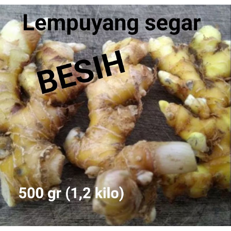 

Lempuyang segar bersih 500 gr obat herbal
