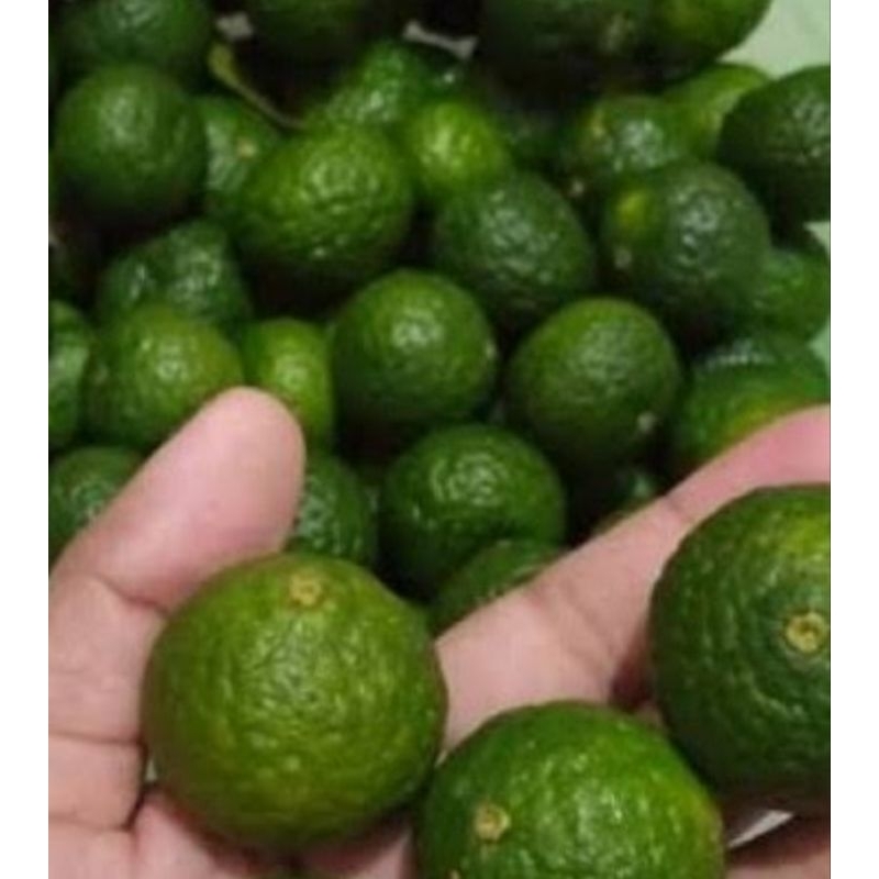 

Jeruk purut jeruk bumbu segar petik langsung 500gram