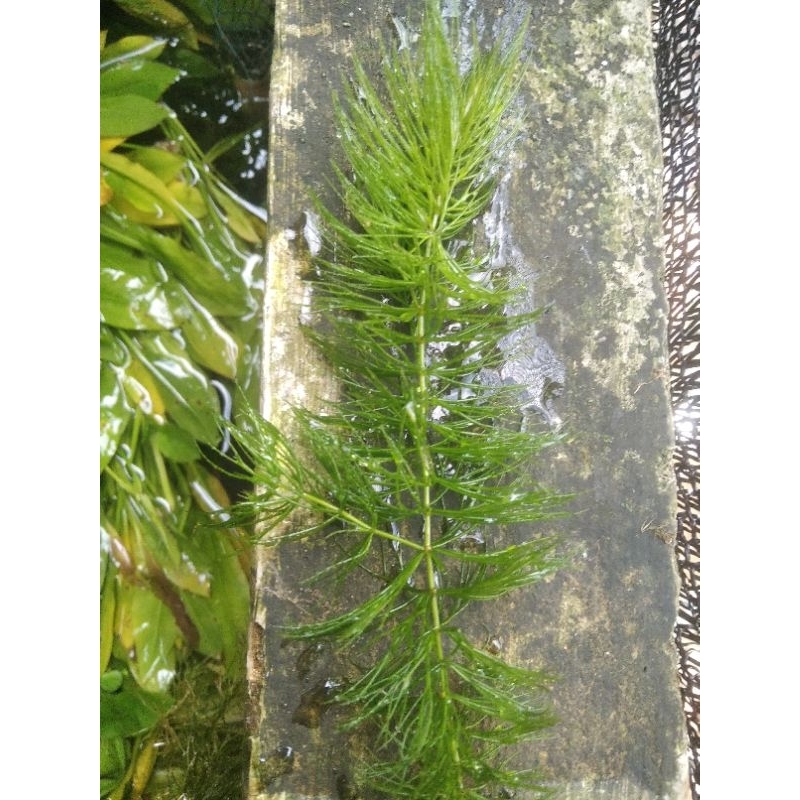 Tanaman ganggang air damersum aquarium murah