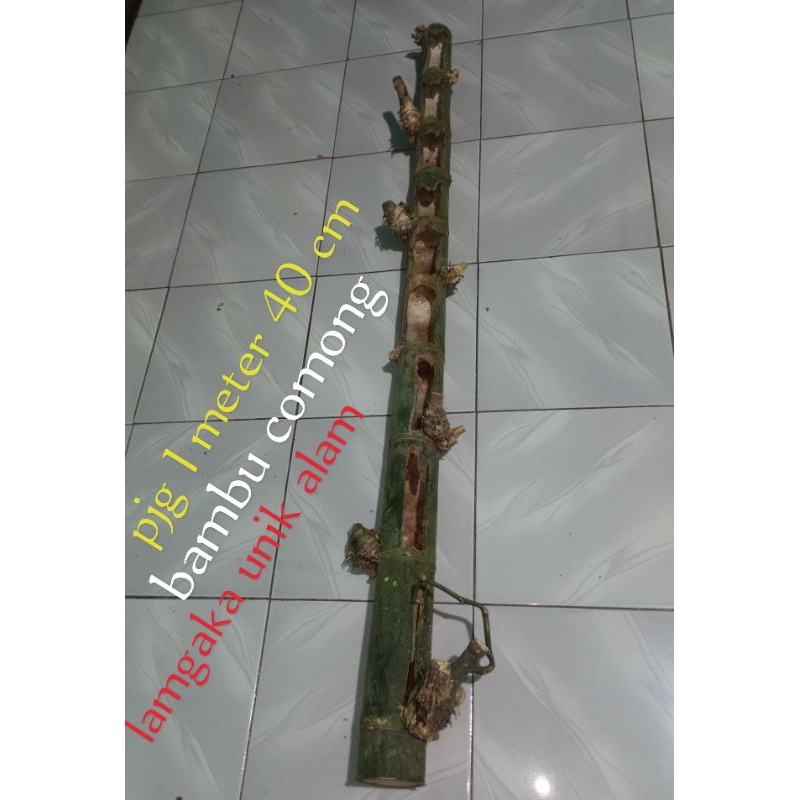 bambu combong asli alam langka tidak di cuci unik koleksi dan lenya