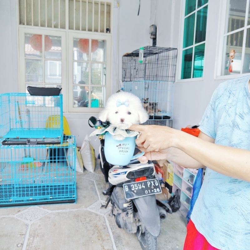teacup white poodle super cute kaki cebol, hidung pesek muka imut cakep bulu super tebal size super 