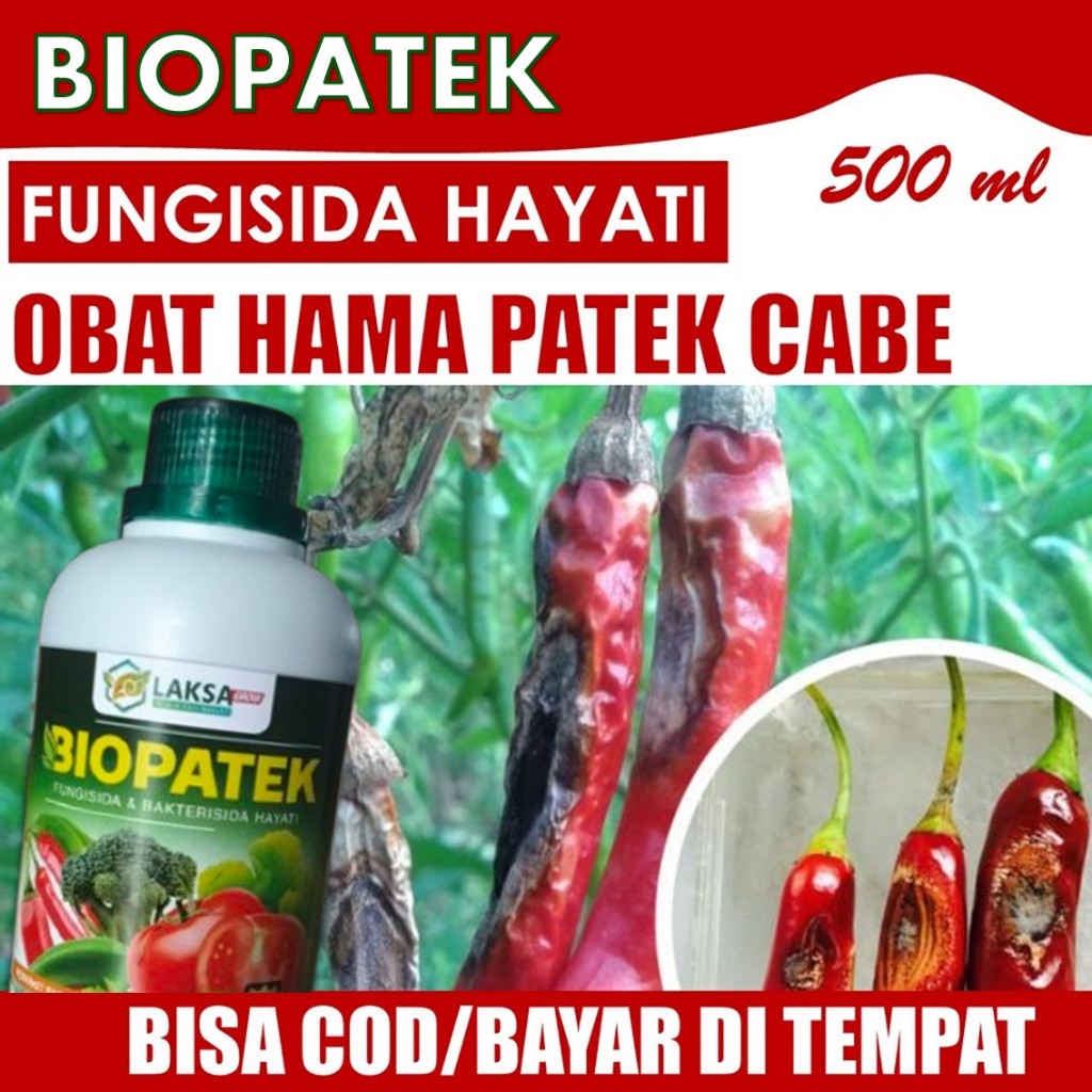 OBAT HAMA PATEK CABE, BIOPATEK CABE ANTI HAMA CABE, PATEK CABE BIOPATEK, FUNGSIDA HAYATI PATEK CABE