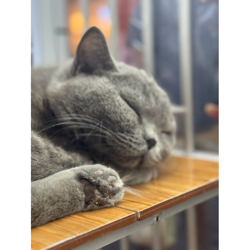 Kucing British Shorthair BSH - Kucing Munchkin Kitten & Adult - Scottish - Sudah Vaksin