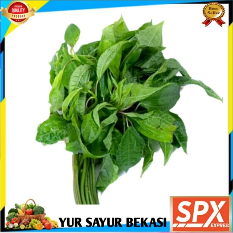 

Daun Pohpohan/Popohan Per Ikat.