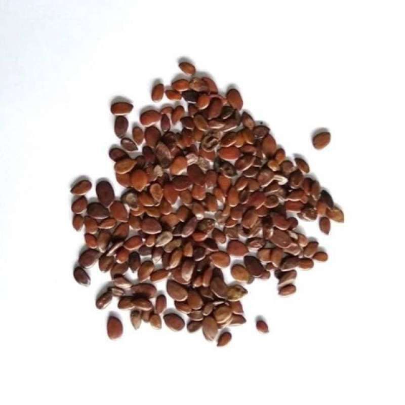 

biji lantoro per 1kg