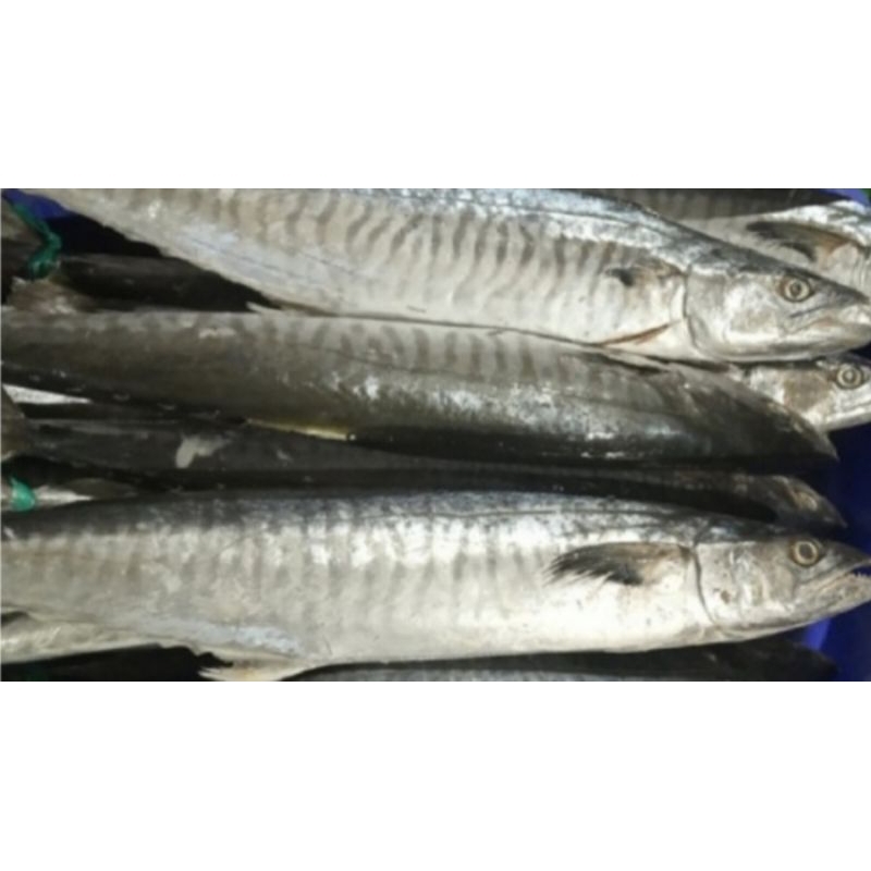 

1 KG IKAN TENGGIRI / TONGKOL