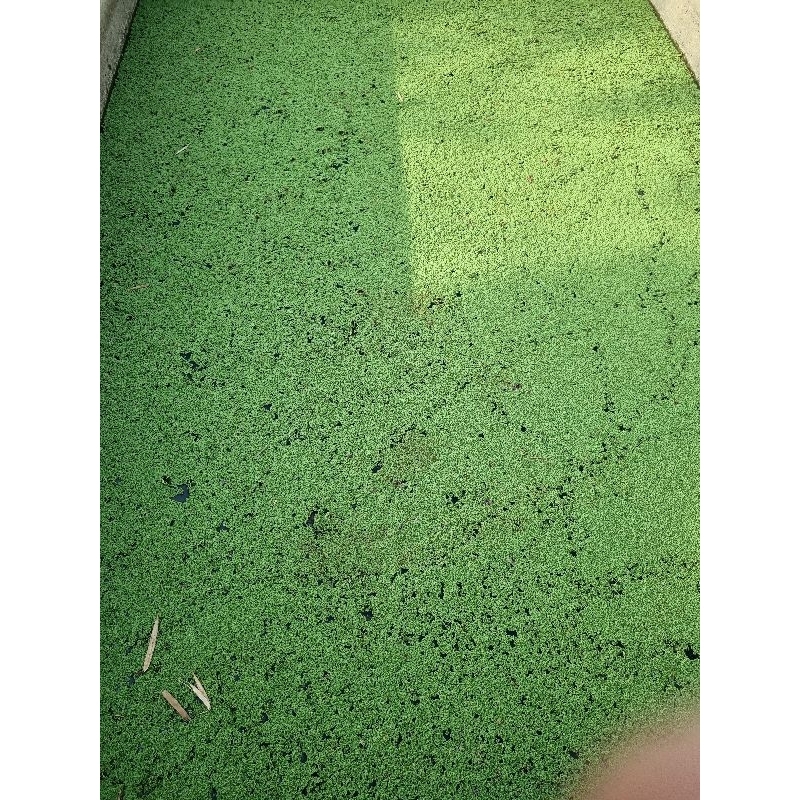 Ready Bibit Rumput Azolla Super Microphlylla /Pinnata/bibit azolla/indukan azolla/Pakan Ternak/Pakan