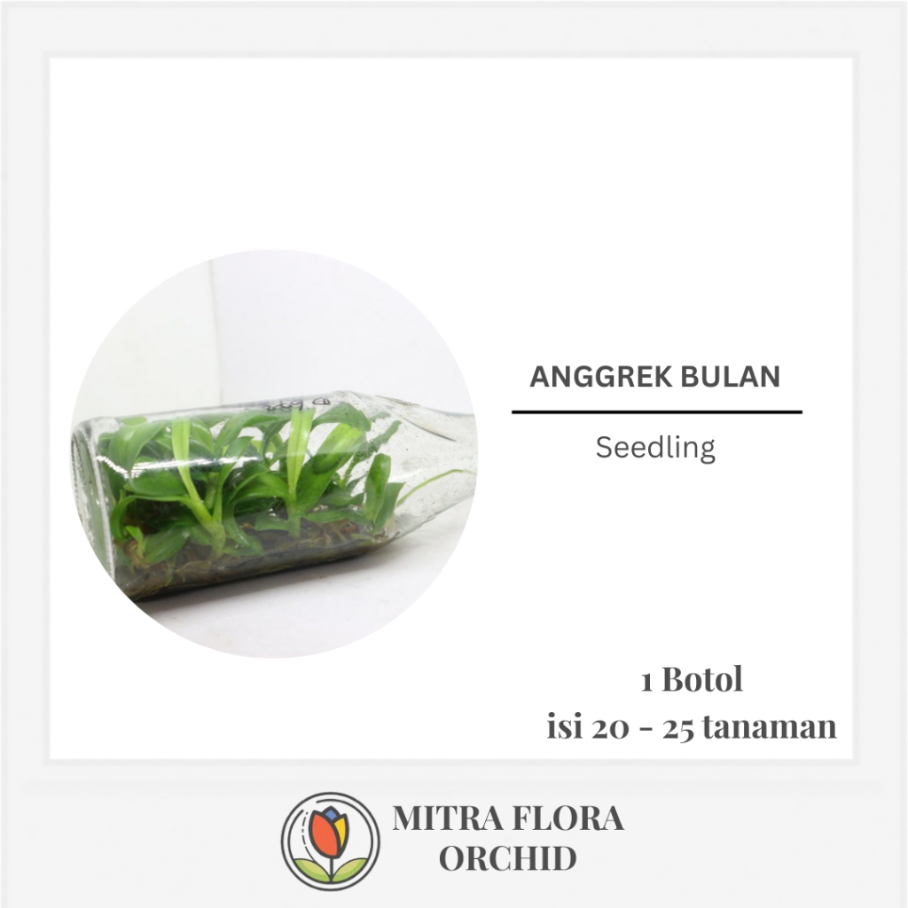 Bibit Anggrek Bulan Botol | Seedling Anggrek Bulan