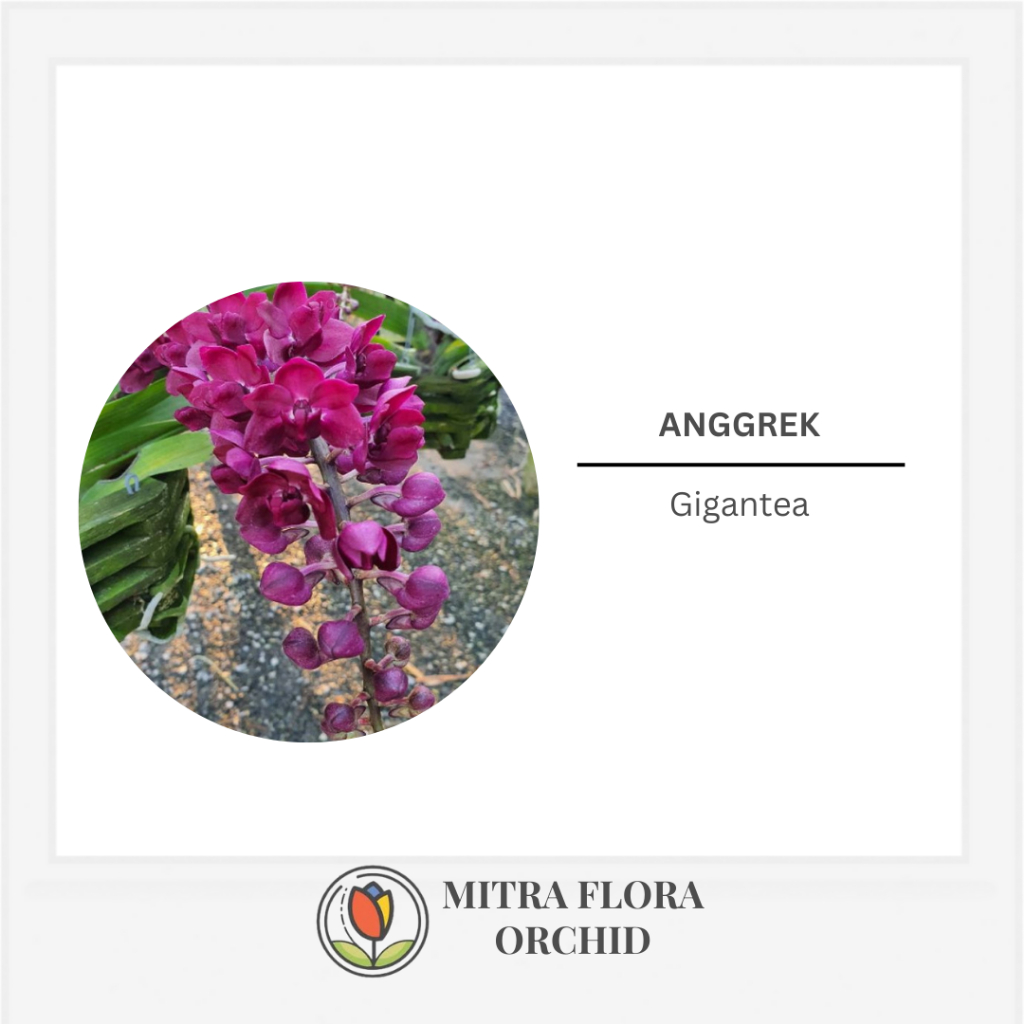 Tanaman Anggrek Gigantea