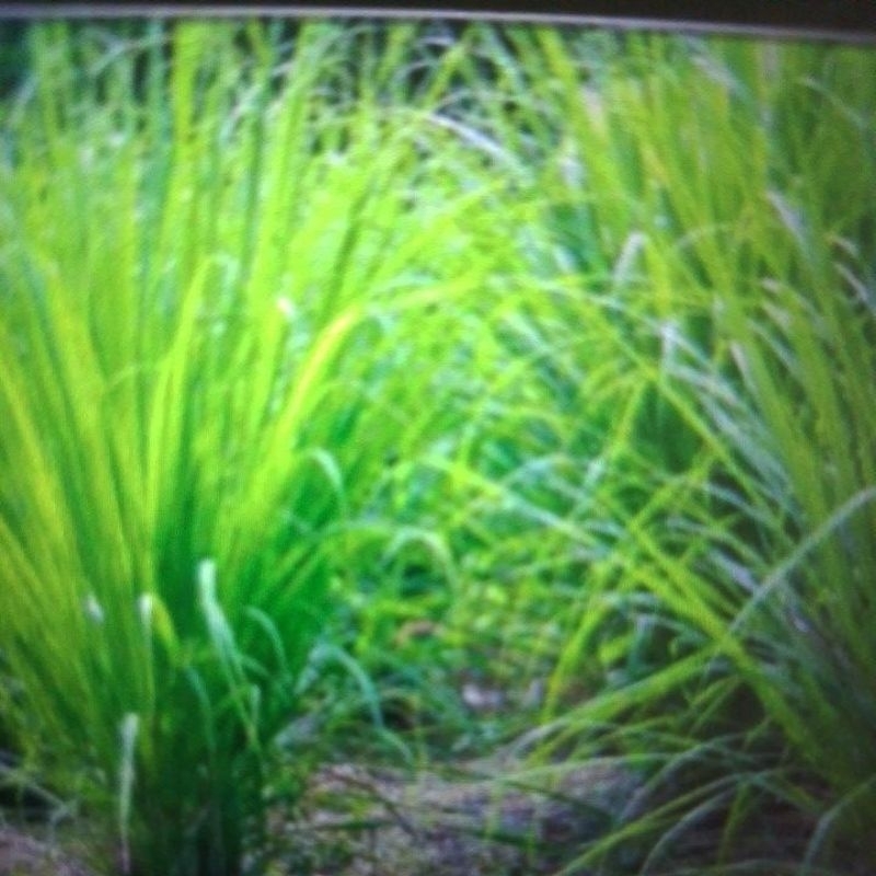 

sereh wangi segar /500Gram